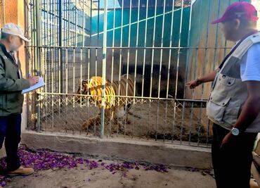 Denuncian de maltrato animal al zoológico Wameru en Querétaro; Profepa ordena medidas a favor de 4 especies