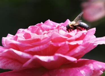 Aprueban reformas en Edomex para evitar el uso de plaguicidas que afecten a las abejas