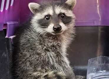 Rescatan a mapache “Alvarito” en mercado de alcaldía Álvaro Obregón; lo entregan a Fundación