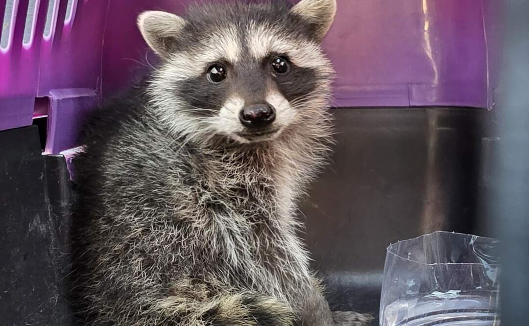 Rescatan a mapache “Alvarito” en mercado de Álvaro Obregón en la CDMX (16/05/2025). Foto: Especial