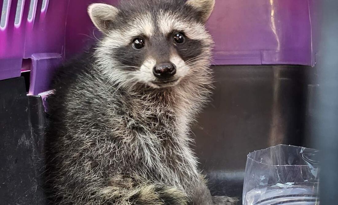 Rescatan a mapache “Alvarito” en mercado de Álvaro Obregón en la CDMX (16/05/2025). Foto: Especial