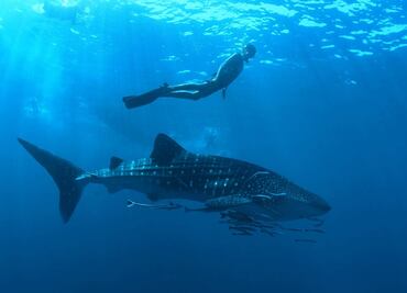 Caribe mexicano: cuánto cuesta nadar con tiburones ballena