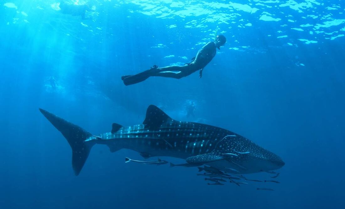 Foto: Mexico Whale Shark