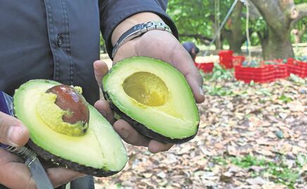 EU revela que amenaza contra su agente fue tras no certificar embarque de aguacate por "cuestiones concretas"