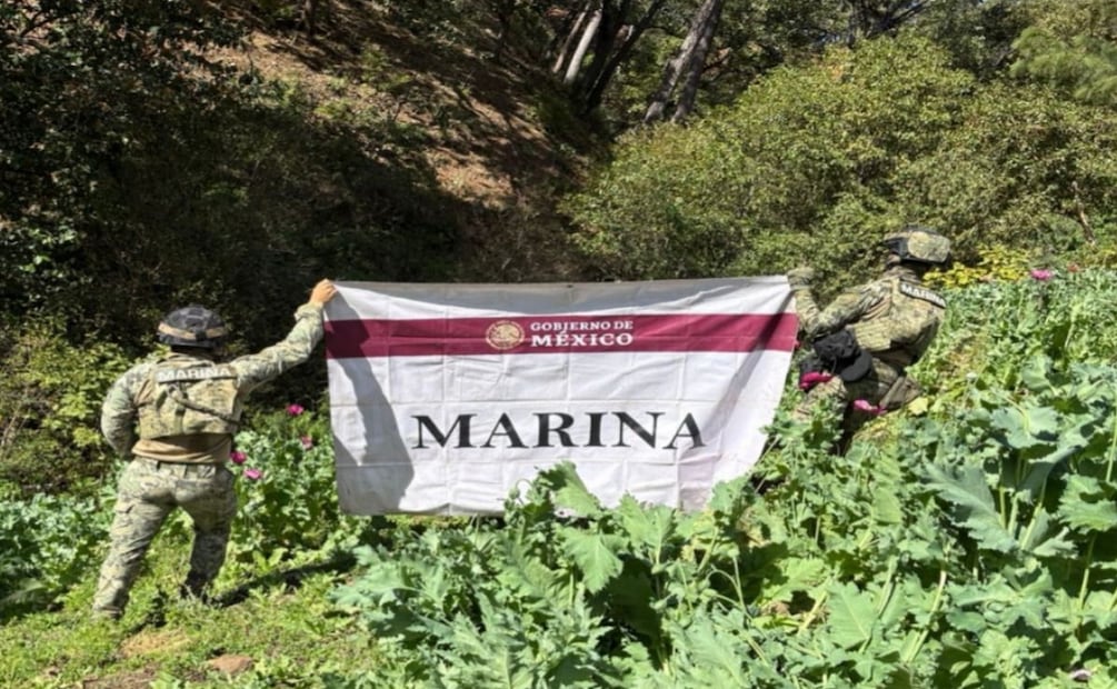 Armada localiza y destruye 32 plantíos de amapola en Nayarit (10/01/2026). Foto: Especial