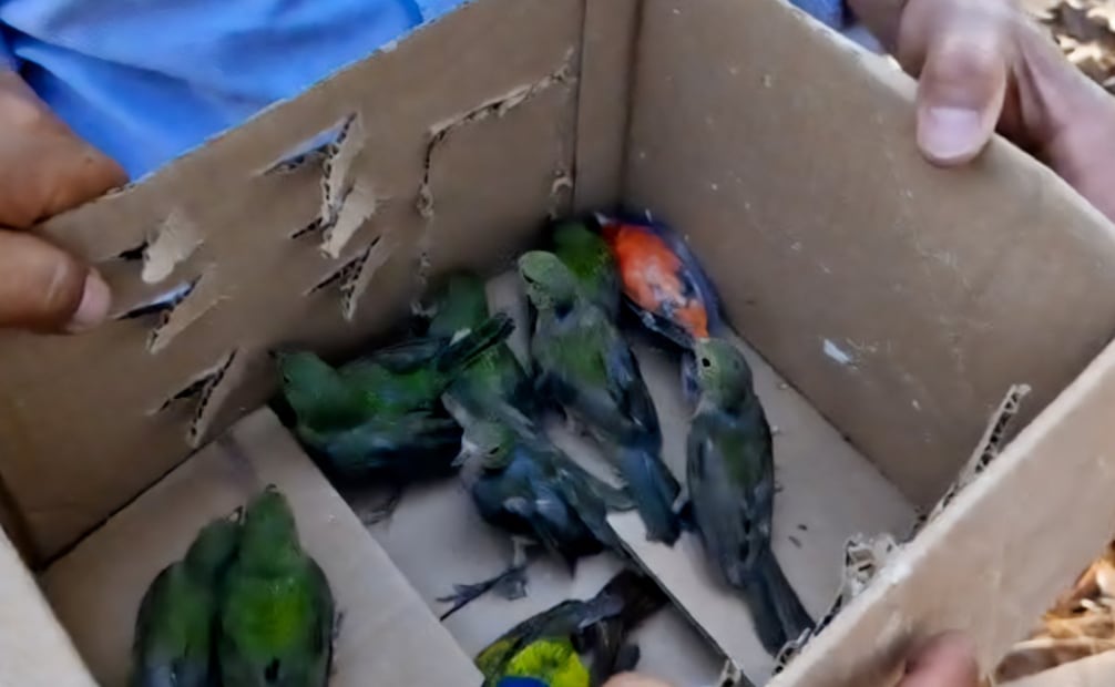 Profepa reportó el rescate de 99 aves silvestres que estaban siendo comercializadas ilegalmente dentro del mercado “San Juan de Dios” localizado en Guadalajara. Foto: Profepa