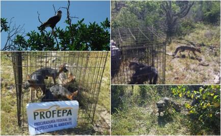 Regresan a 14 ejemplares de vida silvestre a su hábitat natural