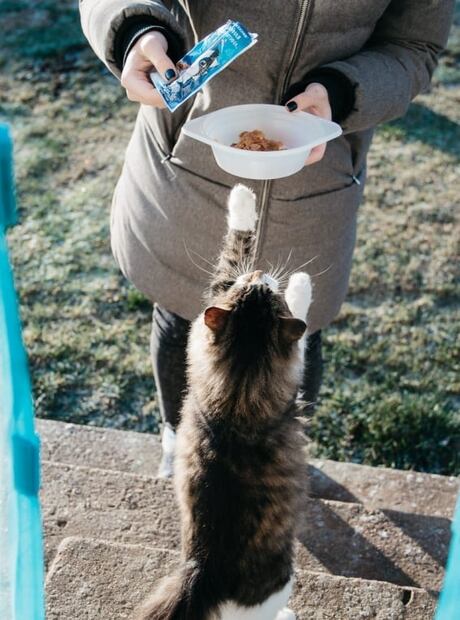 Expertos te enseñan a comprar y guardar la comida de tu mascota