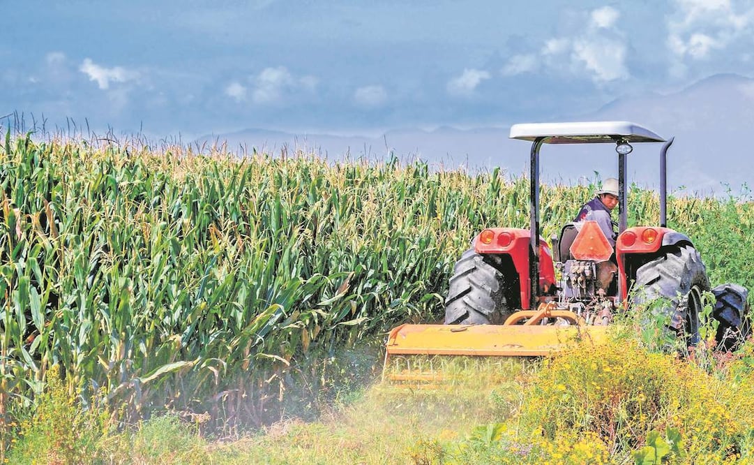 Integrantes de la comisión especial del T-MEC expresaron su respaldo a los productores agroalimentarios de México. Foto: Archivo/ EL UNIVERSAL