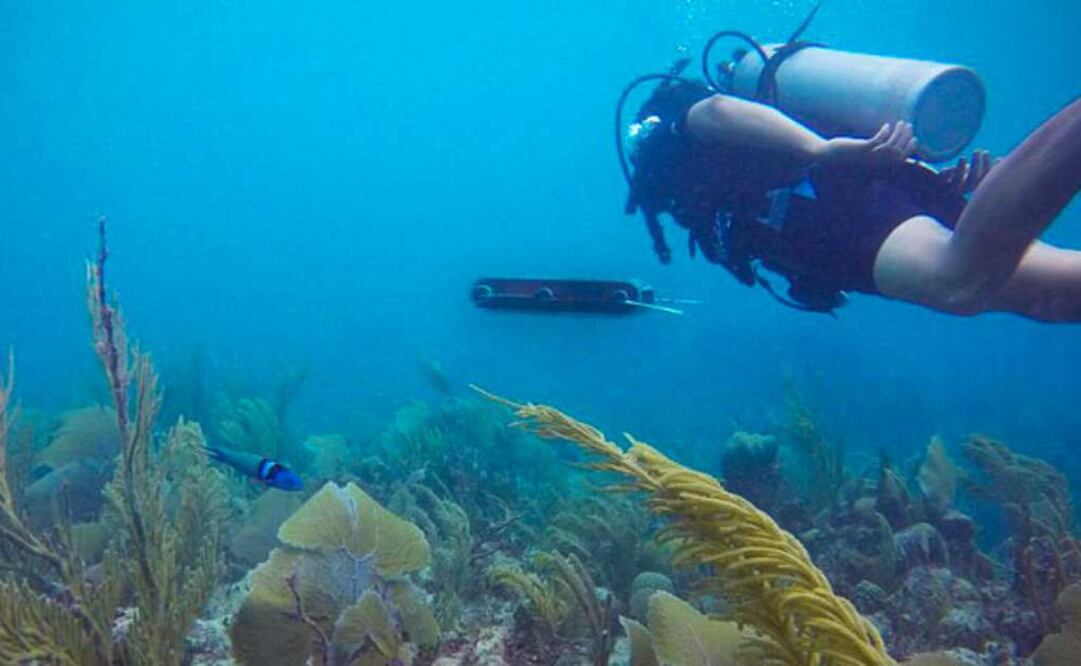 La especialista del Cinvestav, centro que pertenece al IPN, indicó que el estudio de los arrecifes coralinos permite saber qué ocurre en ese ambiente, pues muchos organismos marinos ayudan a que el ecosistema funcione