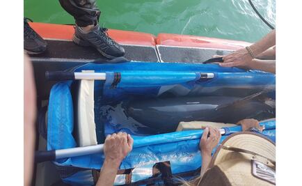 ​Llevan a ejemplar de vaquita marina a refugio
