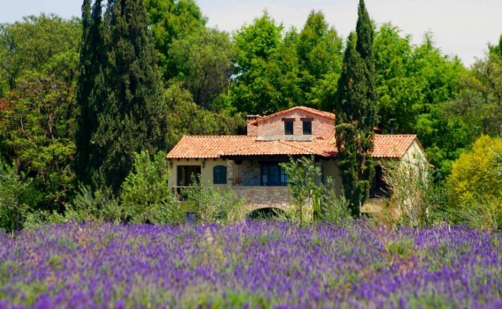 Campos de lavanda en México que puedes visitar 