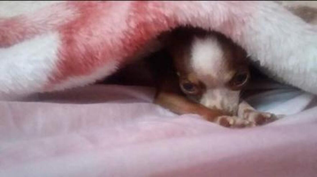 Recomendaciones para cuidar a las mascotas en el frío