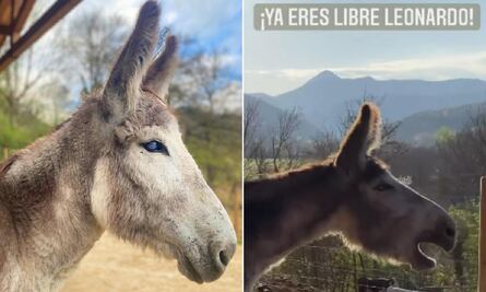 VIDEO: Burrito llora de felicidad tras ser liberado luego de pasar 8 años amarrado