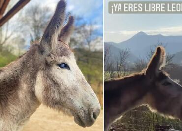 VIDEO: Burrito llora de felicidad tras ser liberado luego de pasar 8 años amarrado