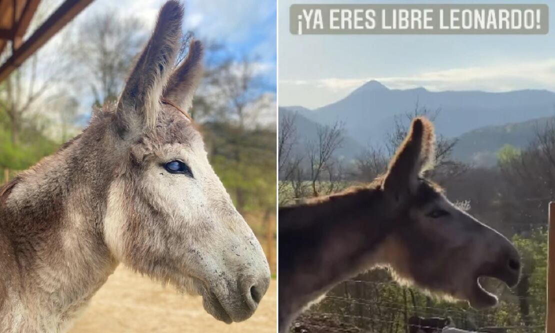 "Leonardo", un burrito que pasó ocho años amarrado, expresó su felicidad al ser liberado. FOTO: CAPTURA