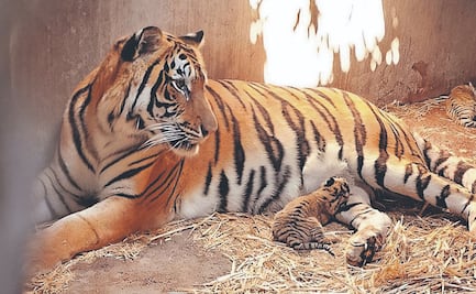 Leones, panteras y tigres, símbolos de supremacía para el narco; se dispara cifra de decomisos 