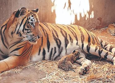 Leones, panteras y tigres, símbolos de supremacía para el narco; se dispara cifra de decomisos