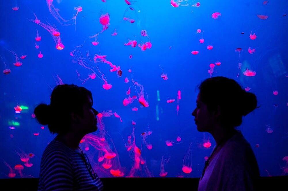 Las medusas se encuentran entre las más de 350 especies que hospeda el Acuario Inbursa / Foto: Archivo El Universal