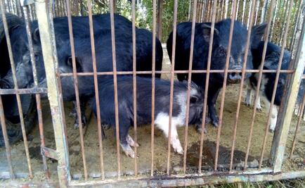 Aseguran a 2 leonas y 5 jabalíes en Ocoyoacac, Edomex