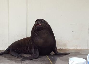 Atienden a lobo marino de zoológico de Aragón por lesiones en la boca