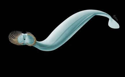 Descubren gusano prehistórico con 50 espinas