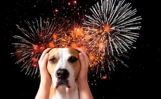 ¿Qué es el método Tellington para proteger a las mascotas en las fiestas patrias?; conoce la técnica antiestrés