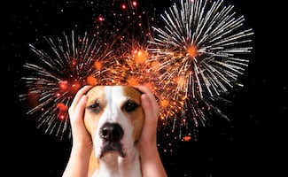 5 consejos para proteger a tu mascota de la pirotecnia este Año Nuevo