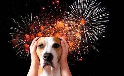 ¿Por qué los perros son tan sensibles a la pirotecnia?; veterinario responde