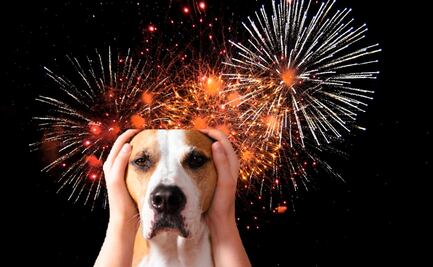 5 tips para hacer la técnica Tellington Ttouch de manera eficaz y que tu perrito no se estrese con pirotecnia