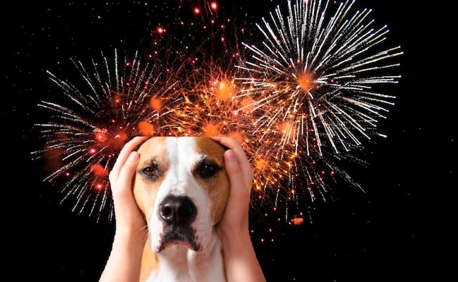 Fiestas Patrias 2026: Cómo proteger a tu perrito de la pirotecnia este 15 de septiembre; sigue estos consejos