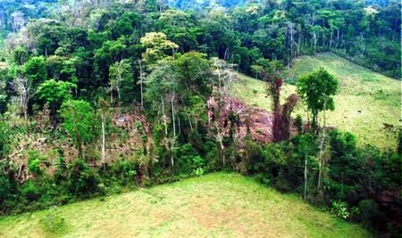 Mantienen trabajos para atención de la Selva Lacandona en Chiapas