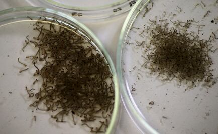 Sospechan de 15 casos de Zika en Oaxaca