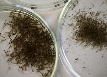 Sospechan de 15 casos de Zika en Oaxaca