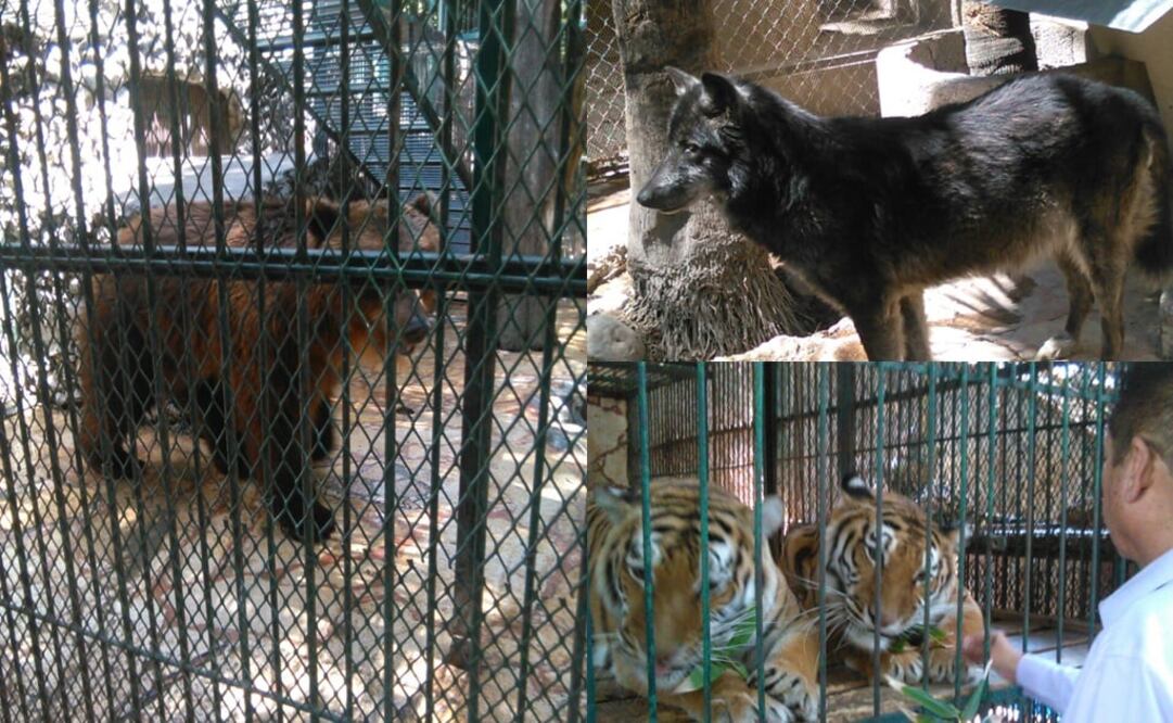 (Especial - Profepa)