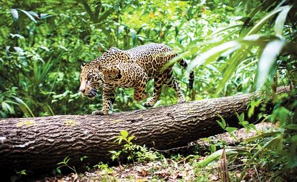 Mayan Train puts more than 2,000 jaguars at risk