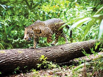 Mayan Train puts more than 2,000 jaguars at risk