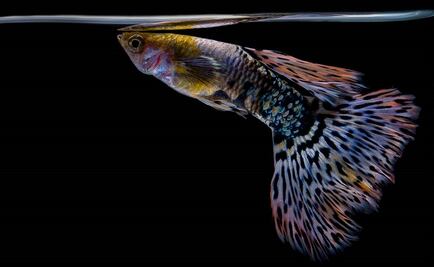 El pez guppy y otras especies invasoras de nuestros mares