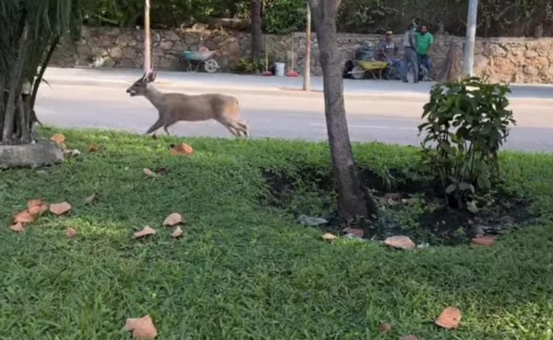 Un venado cola blanca se fugó durante la mañana del pasado sábado 20 de diciembre de las instalaciones del Club de Golf de Acapulco. Foto: Especial