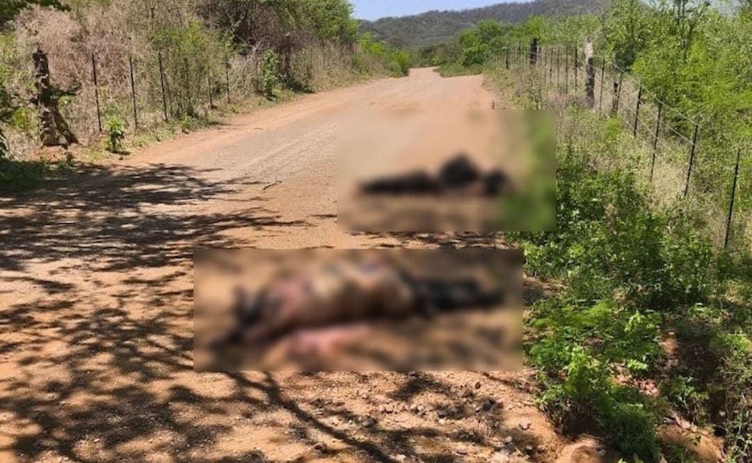 Hallan tres cuerpos en Tepuche, Culiacán. Foto: Especial