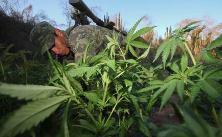 Aseguran más de 9 mil plantas de marihuana en Michoacán