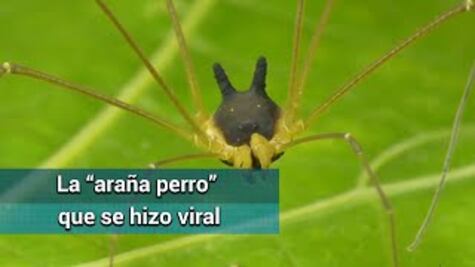 “Araña perro”, el arácnido que se volvió viral
