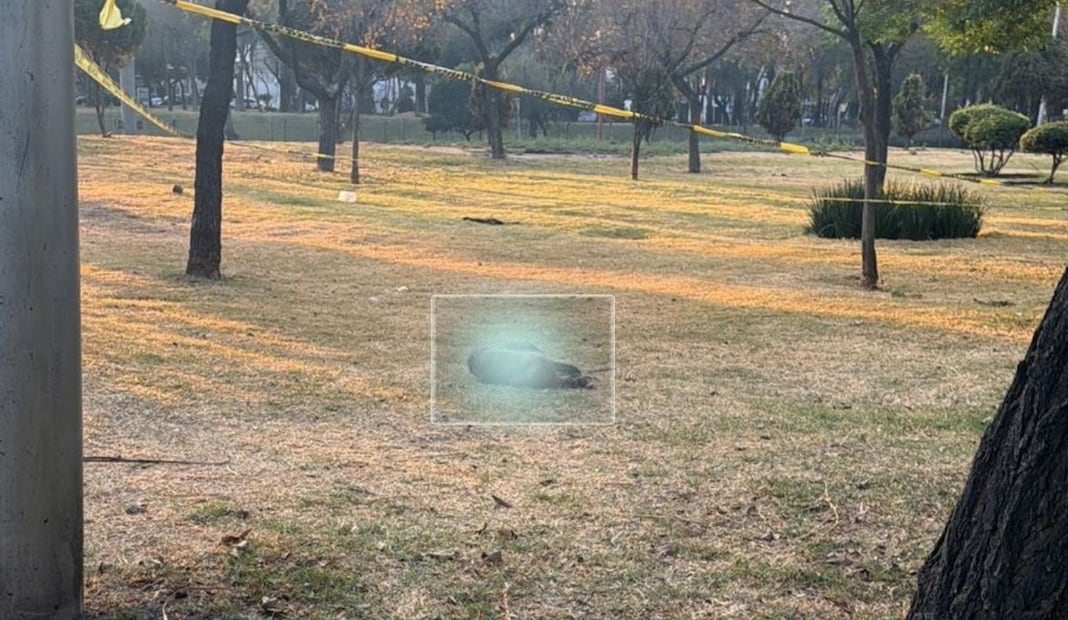 Detienen a hombre en la GAM; lo acusan de matar y despellejar a dos perros. Foto: Especial