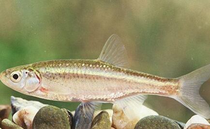 El extraño caso de un pez macho que roba embriones para "clonarse"