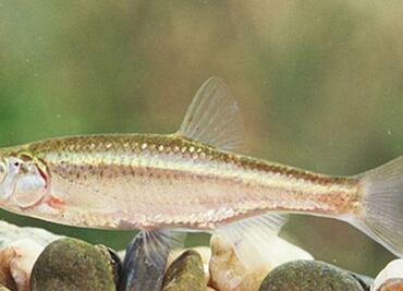 El extraño caso de un pez macho que roba embriones para "clonarse"