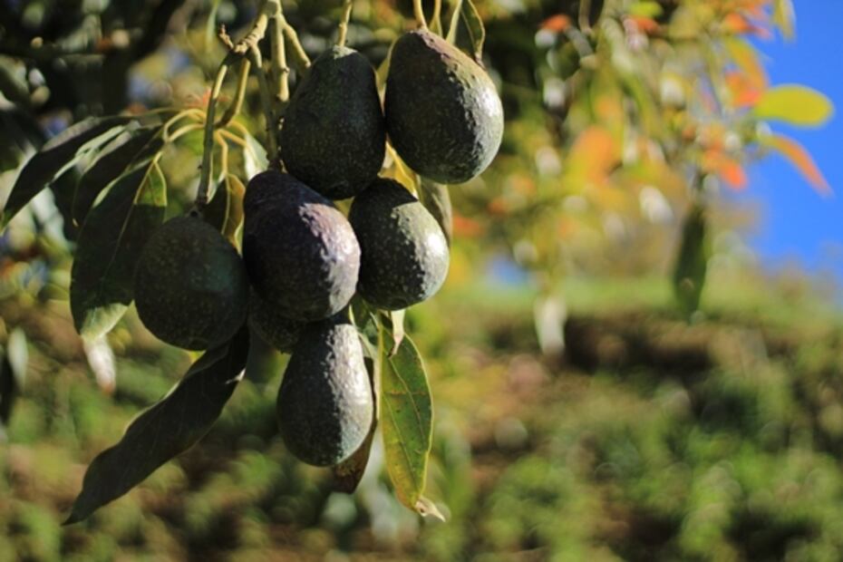 Michoacán rompe récord en exportación de aguacate para Super Bowl; serán 140 mil toneladas