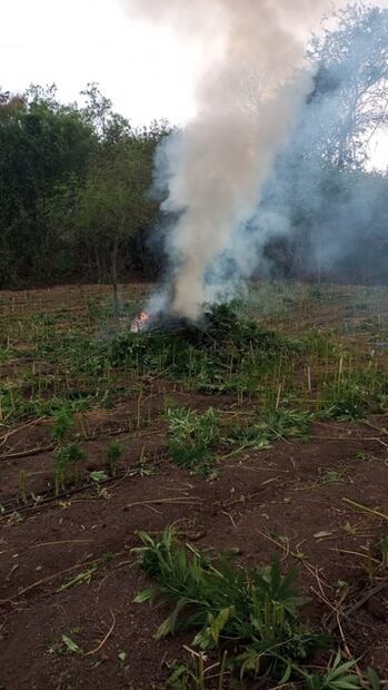 Localizan tres sembradíos de marihuana en Mazatlán