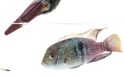 Los peces tienen personalidad y reaccionan frente al peligro