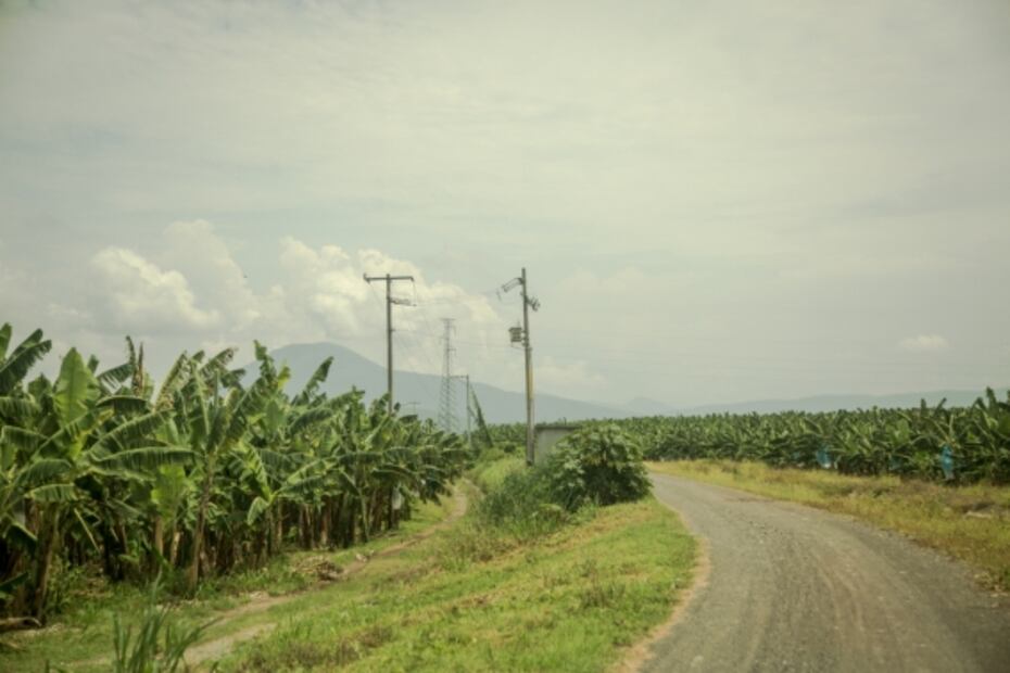 Michoacán, una comunidad en armas para plantar plátanos