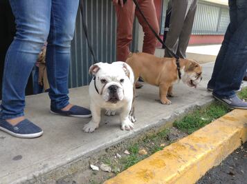 Habrá registro para usuarios de Hospital Veterinario